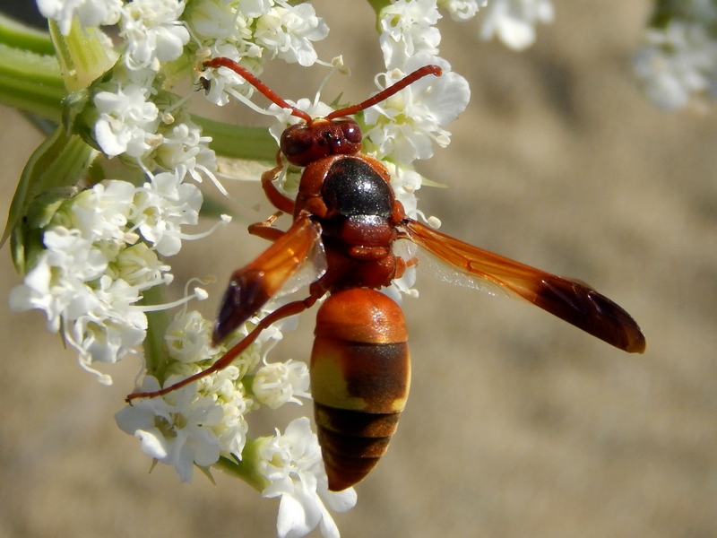 Maschio di Rhynchium oculatum (Vespidae Eumeninae)